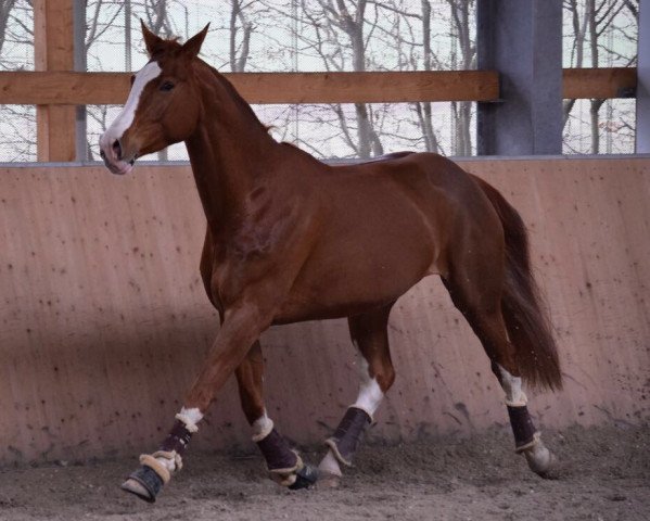 dressage horse Cera H (German Sport Horse, 2010, from Colestus) dressage horse Cera H (German Sport Horse, 2010, from Colestus)