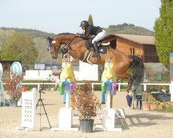 Springpferd Sam S 4 (Deutsches Sportpferd, 2016, von Saint Amour)