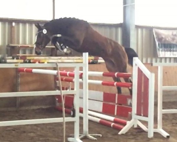 Springpferd Bee Raider SB (Westfale, 2016, von Balou du Rouet)
