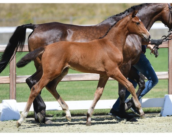 broodmare La Brass Banda (Oldenburg show jumper, 2019, from Tangelo van de Zuuthoeve)
