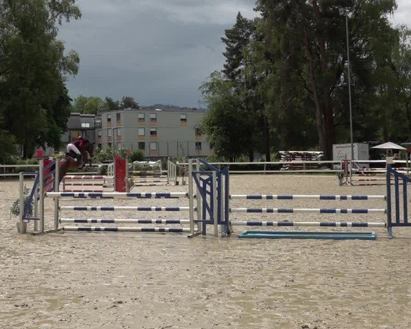 Reitturnier Bregenz 2025