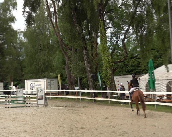 Reitturnier Bregenz 2025