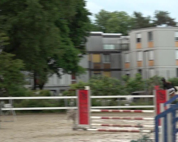 Reitturnier Bregenz 2025