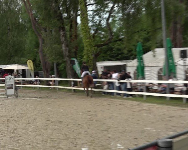 Reitturnier Bregenz 2025