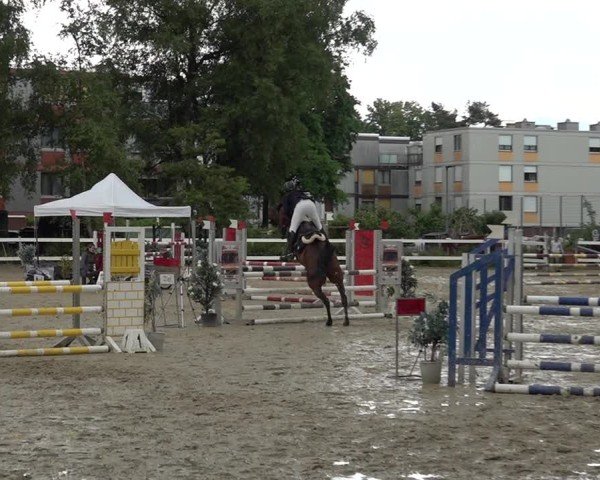 Reitturnier Bregenz 2025