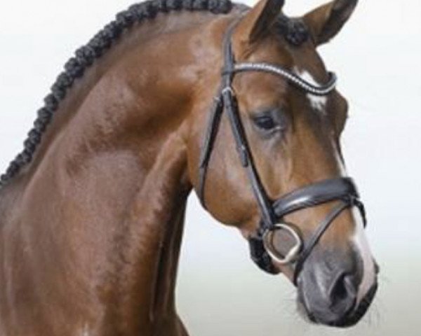 stallion Baggio 17 (Holsteiner, 2016, from Brantzau)