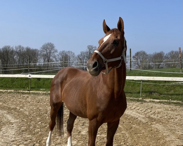 dressage horse Gipsy (Brandenburg, 1992, from Goldschatz)