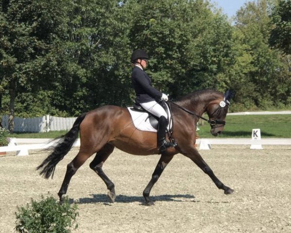 Dressurpferd Rena 76 (Hannoveraner, 2006, von Rotspon) Dressurpferd Rena 76 (Hannoveraner, 2006, von Rotspon)
