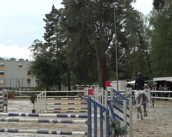 Reitturnier Bregenz 2025