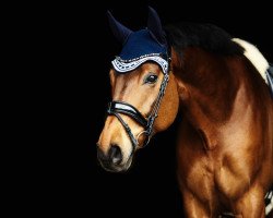 dressage horse Remember 164 (Oldenburg, 2006, from Rohdiamant)