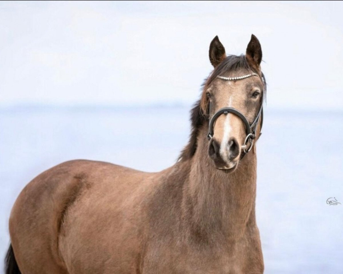 Pferd Fantaghiro GCN (Deutsches Reitpony, 2017, von Dreiklang AT NRW)