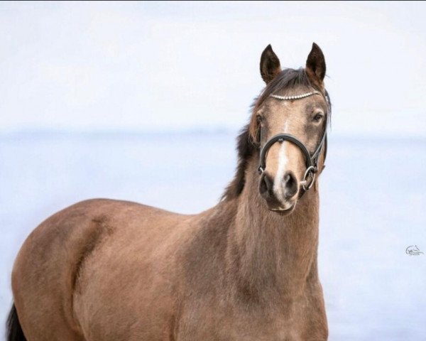 Pferd Fantaghiro GCN (Deutsches Reitpony, 2017, von Dreiklang AT NRW)