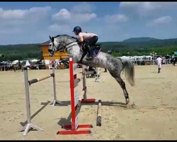 jumper Quality Girl 11 (Hanoverian, 2013, from Quality Time)