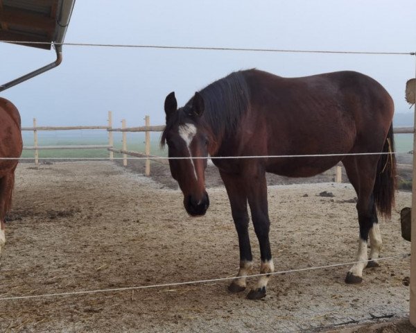 Pferd Femme De Bonheur (Österreichisches Warmblut, 2019, von Total Hope OLD)