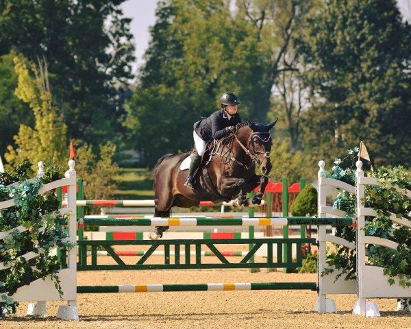 horse Wiolinde (Dutch Pony, 2003, from Goodtimes)