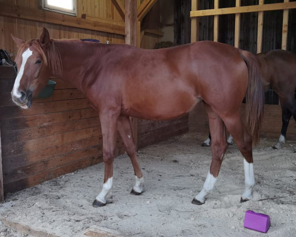 Pferd What Else IL (Österreichisches Warmblut, 2019, von Fire Fly Pzw)