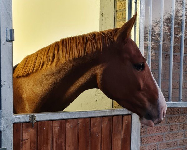 horse Coloured Cadou LB (Westphalian, 2021, from Capistrano 2)