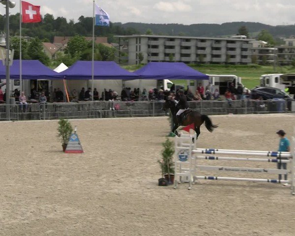 Reitturnier Fehraltorf 2025