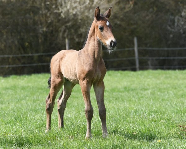 horse Earthquake AS (Westphalian, 2021, from Ehrenpreis)