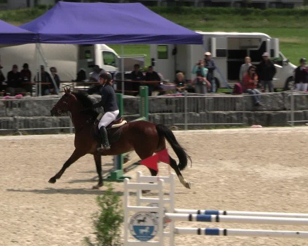 Reitturnier Fehraltorf 2025