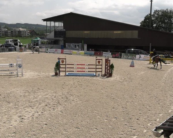 Reitturnier Fehraltorf 2025