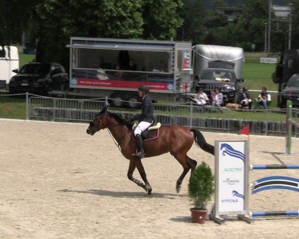 Reitturnier Fehraltorf 2025