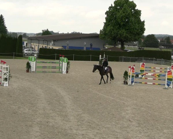 Reitturnier Fehraltorf 2025