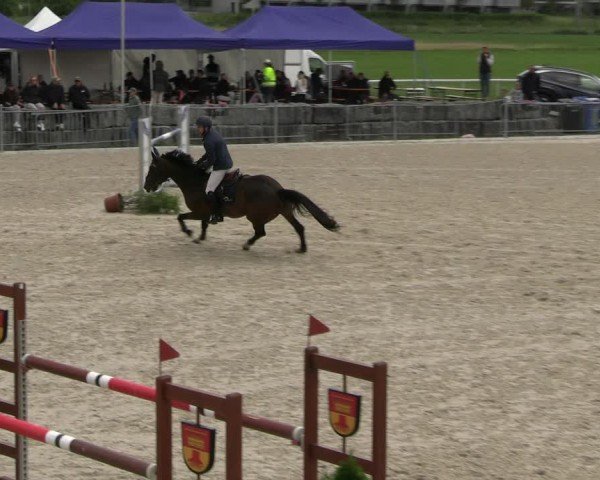 Reitturnier Fehraltorf 2025