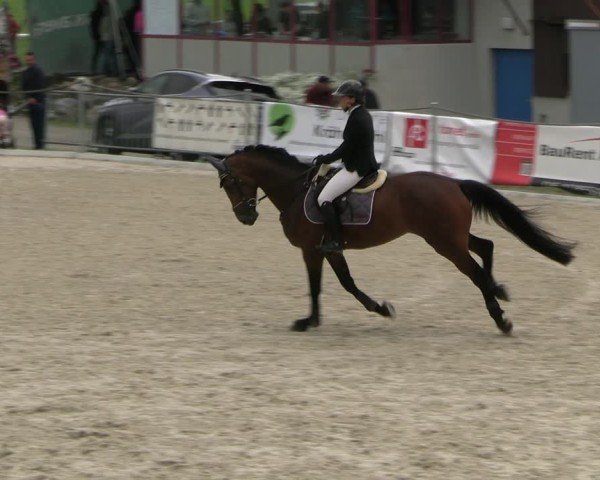 Reitturnier Fehraltorf 2025