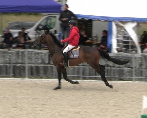 Reitturnier Fehraltorf 2025