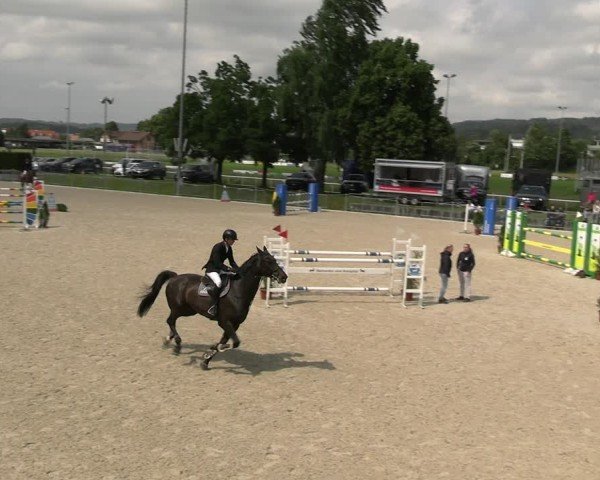 Reitturnier Fehraltorf 2025