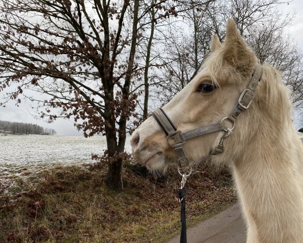 horse Wallrabensteins Dagobert (German Riding Pony, 2019, from Diamond Touch NRW)