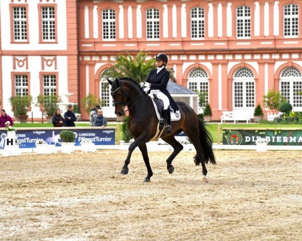 dressage horse Dream-Date (Westphalian, 2018, from Blue Hors Dreamline)