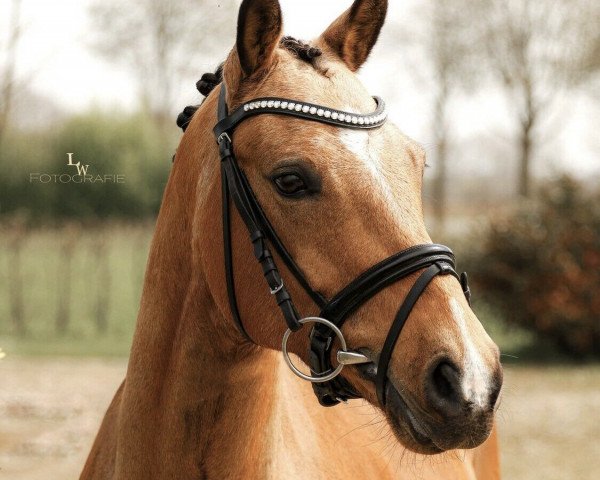 jumper Candy Cream (German Riding Pony, 2016, from Can Dance 3)