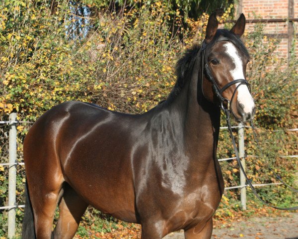 broodmare Curly PJ (Hanoverian, 2015, from Cristallo I)