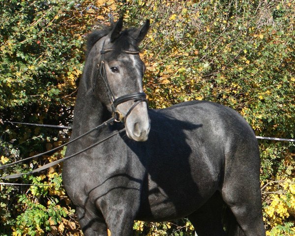 horse Bakersfield PJ (Hanoverian, 2017, from Chaman)