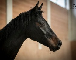 broodmare Dia Rubin KW (Hanoverian, 2009, from Diamond Hit)