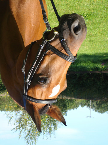 broodmare Annerose B (Württemberger, 2000, from Acord II)