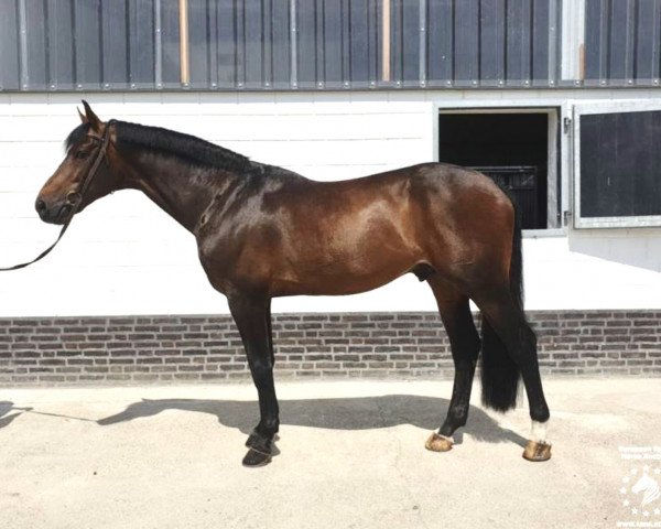 Springpferd Hascal (KWPN (Niederländisches Warmblut), 2012, von Wizzerd WV)