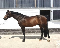 jumper Hascal (KWPN (Royal Dutch Sporthorse), 2012, from Wizzerd WV)