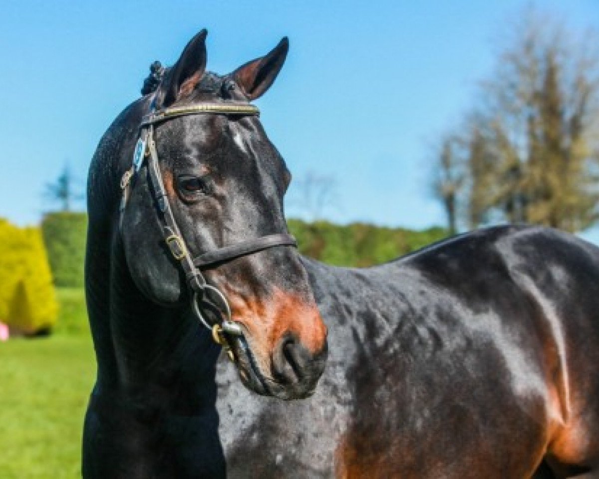 stallion Colandro (Holsteiner, 2002, from Contendro I)
