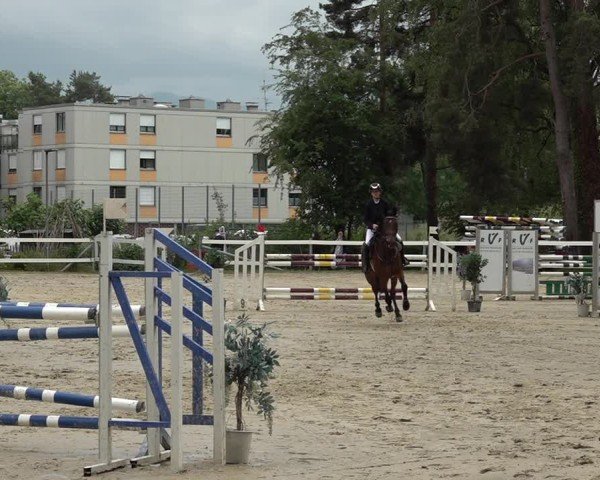 Reitturnier Bregenz 2025