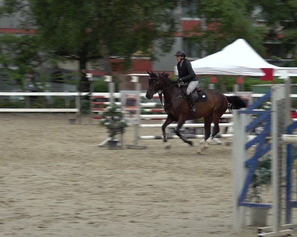 Reitturnier Bregenz 2025