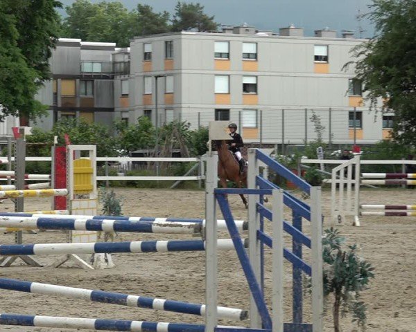 Reitturnier Bregenz 2025