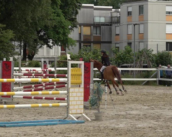 Reitturnier Bregenz 2025