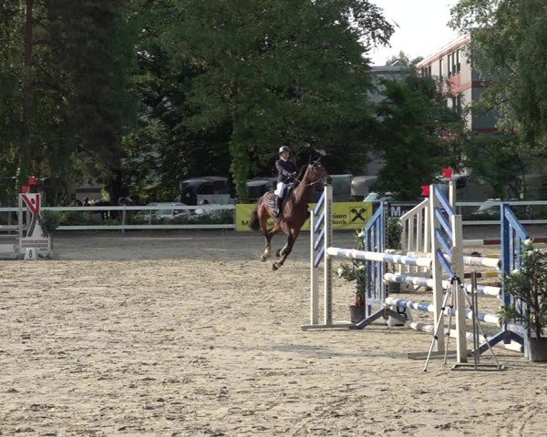 Reitturnier Bregenz 2025