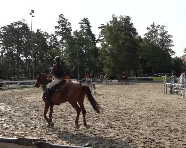Reitturnier Bregenz 2025