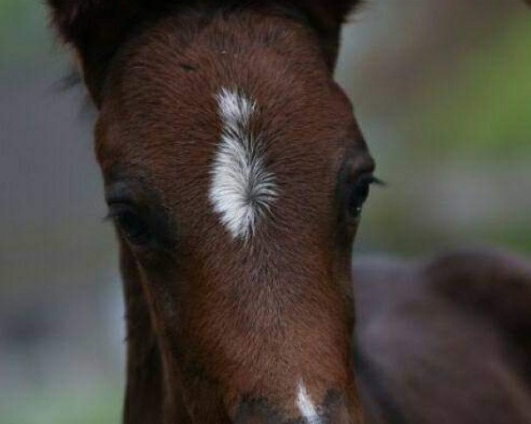 Pferd Galileo (Deutsches Reitpony, 2018, von Golden Grey NRW)