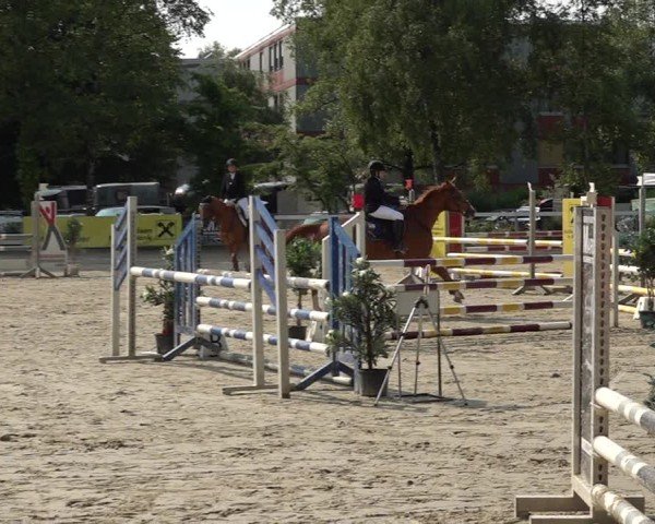 Reitturnier Bregenz 2025