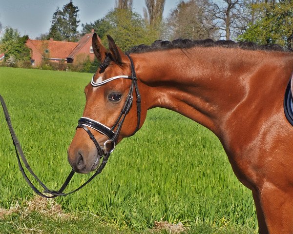 horse Django MK (German Riding Pony, 2017, from Dreidimensional AT NRW)